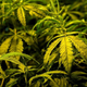 cannabis plants